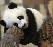 Didžioji panda