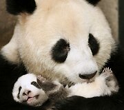 Didžioji panda