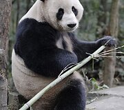 Didžioji panda
