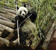 Didžioji panda