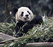 Didžioji panda