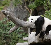 Didžioji panda
