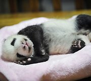 Didžioji panda