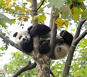 Didžioji panda