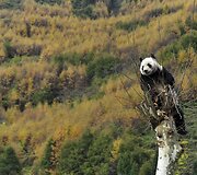 Didžioji panda