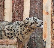 Snieginio leopardo patelė Sierko