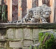 Snieginio leopardo patelė Sierko