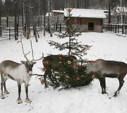 &Scaron;iaurės elniai Krasnojarsko zoologijos sode