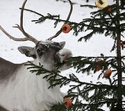 &Scaron;iaurės elnis Krasnojarsko zoologijos sode