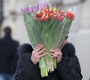 Tulpės &ndash; populiariausios gėlės kovo 8-ąją