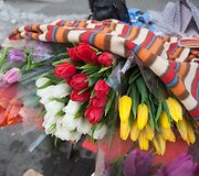 Tulpės &ndash; populiariausios gėlės kovo 8-ąją