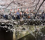 Japoni&scaron;kos vy&scaron;nios Tokijuje 