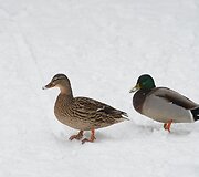 Antys &Scaron;iaurės Vakarų Anglijoje
