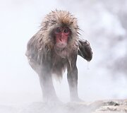 Japoni&scaron;ka makaka 