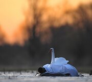Fotografo maskuotė