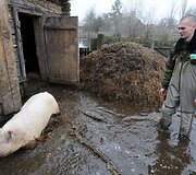 I&scaron; apsemto tvarto i&scaron;leista kiaulė
