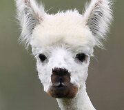 Alpaka