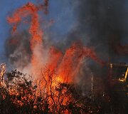 Krūmynų gaisras Kalifornijoje 