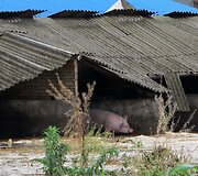 Kaulė apsemtoje fermoje