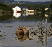 Nuskendęs elnias