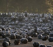Floridos dujų gamykloje sproginėjo propano talpyklos.