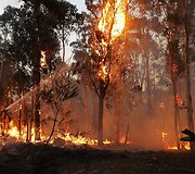 Krūmynų gaisras Australijoje