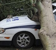 Ant policijos automobilio užvirtęs medis