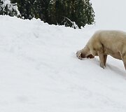 Avis ie&scaron;ko maisto po sniegu