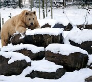Me&scaron;ka Turkijos zoologijos sode