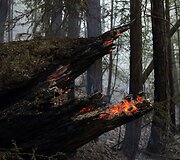 Mi&scaron;kų gaisras Kalifornijoje 