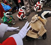 Kalėdų senelio kostiumais aprengti pingvinai 