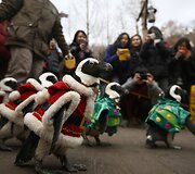 Kalėdų senelio kostiumais aprengti pingvinai 