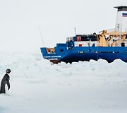 Antarktidoje pingvinas netoli įstrigusio laivo &bdquo;Akademik &Scaron;okalskij&ldquo;