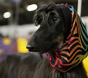 Vestminsterio &scaron;unų paroda