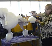 Vestminsterio &scaron;unų paroda