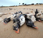 Prancūzijoje per audrą nugai&scaron;ę pauk&scaron;čiai
