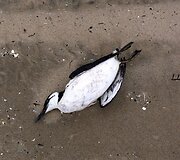 Prancūzijoje per audrą nugai&scaron;ęs pauk&scaron;tis