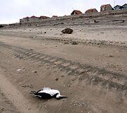 Prancūzijoje per audrą nugai&scaron;ęs pauk&scaron;tis