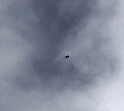 Joby Ogwynas bando naujo tipo wingsuit kostiumą.
