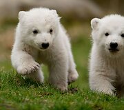 Baltosios me&scaron;kos jaunikliai Miuncheno zoologijos sode
