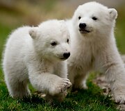 Baltosios me&scaron;kos jaunikliai Miuncheno zoologijos sode