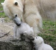 Baltosios me&scaron;kos jaunikliai su mama Giovanna Miuncheno zoologijos sode
