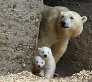 Baltosios me&scaron;kos jaunikliai su mama Giovanna Miuncheno zoologijos sode