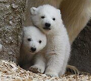 Baltosios me&scaron;kos jaunikliai Miuncheno zoologijos sode
