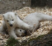 Baltosios me&scaron;kos jaunikliai Miuncheno zoologijos sode