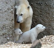 Baltosios me&scaron;kos jaunikliai su mama Giovanna Miuncheno zoologijos sode