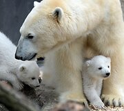Baltosios me&scaron;kos jaunikliai su mama Giovanna Miuncheno zoologijos sode