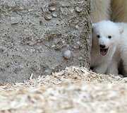 Baltosios me&scaron;kos jaunikliai su mama Giovanna Miuncheno zoologijos sode