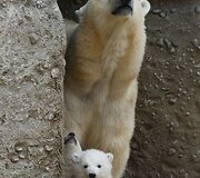 Baltosios me&scaron;kos jaunikliai su mama Giovanna Miuncheno zoologijos sode