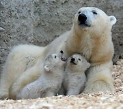 Baltosios me&scaron;kos jaunikliai su mama Giovanna Miuncheno zoologijos sode
